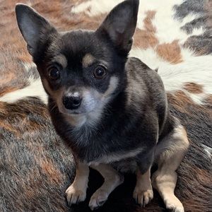 Meet your Posher, Barbara